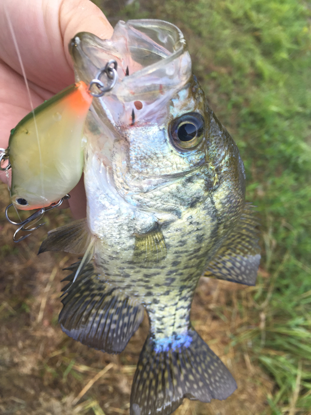 Fishing guide bass fishing crappie fishing trout fishing redfish